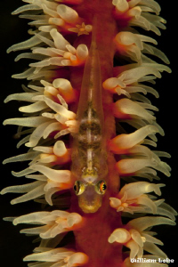 Whip Goby by William Loke 